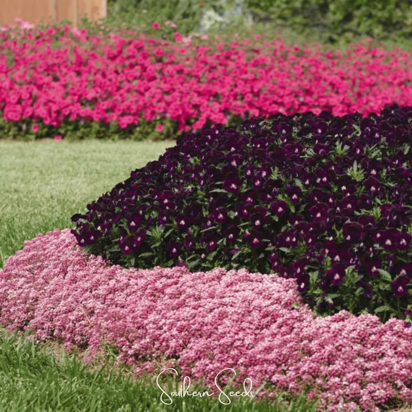 Sweet Alyssum Seeds Carpet of Snow Easy to Grow Fragrant Flowers for Ground Cover & Gardens