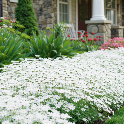 Sweet Alyssum Seeds Carpet of Snow Easy to Grow Fragrant Flowers for Ground Cover