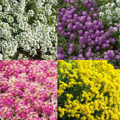 Sweet Alyssum Seeds Carpet of Snow Easy to Grow Fragrant Flowers for Ground Cover & Gardens