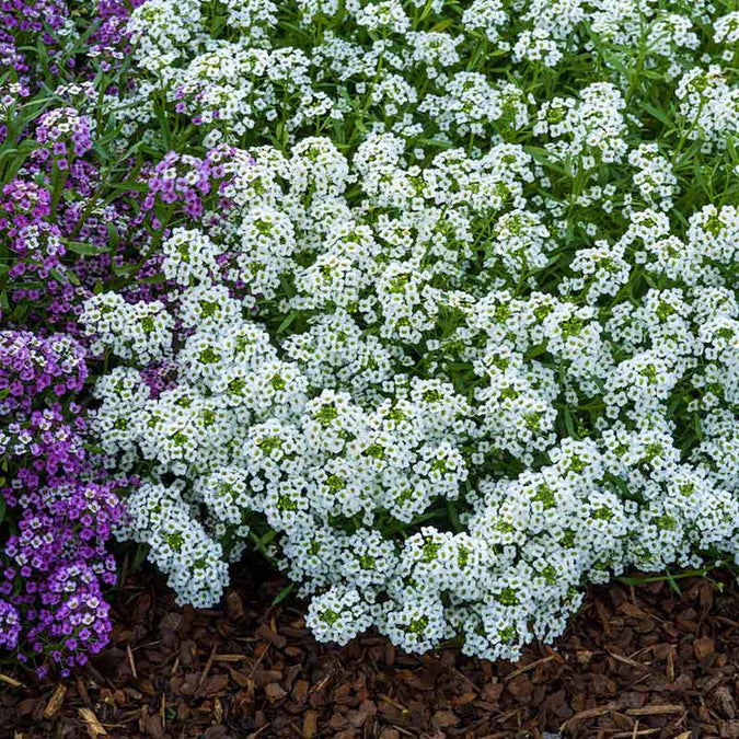 Sweet Alyssum Seeds Carpet of Snow Easy to Grow Fragrant Flowers for Ground Cover & Gardens