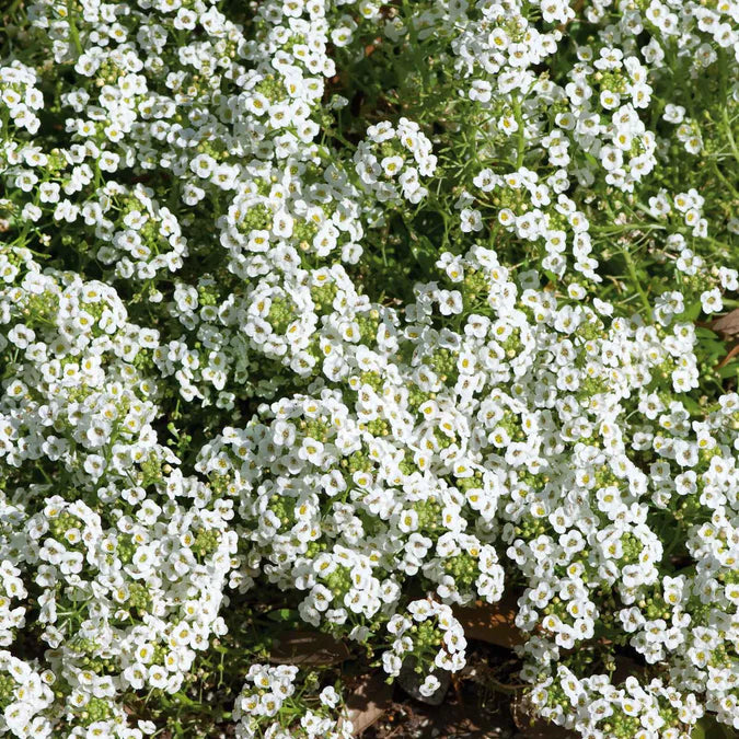 Sweet Alyssum Seeds Carpet of Snow Easy to Grow Fragrant Flowers for Ground Cover & Gardens