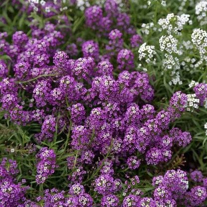 Sweet Alyssum Seeds Carpet of Snow Easy to Grow Fragrant Flowers for Ground Cover & Gardens