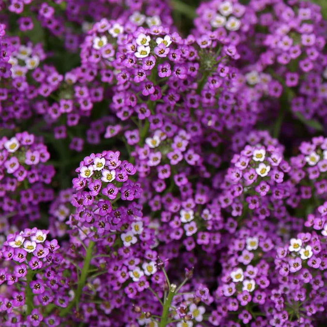Sweet Alyssum Seeds Carpet of Snow Easy to Grow Fragrant Flowers for Ground Cover & Gardens