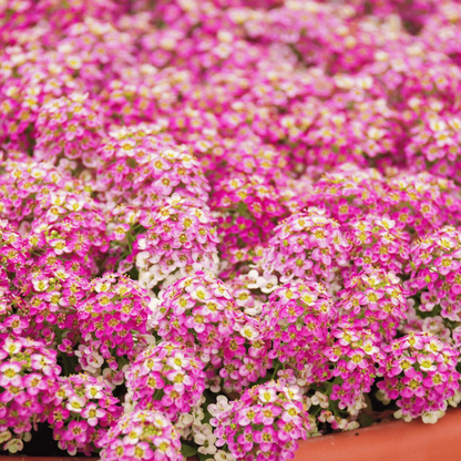 Sweet Alyssum Seeds Carpet of Snow Easy to Grow Fragrant Flowers for Ground Cover & Gardens
